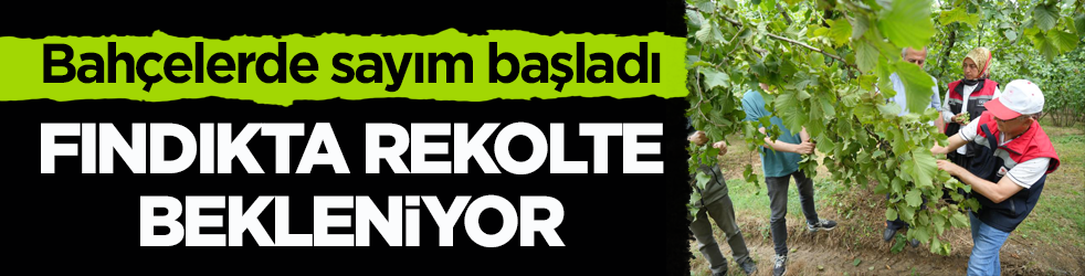 Bahçelerde sayım başladı! Fındıkta rekolte bekleniyor
