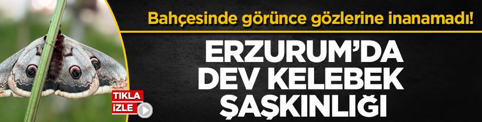 Bahçesinde görünce gözlerine inanamadı! Erzurum’da dev kelebek şaşkınlığı