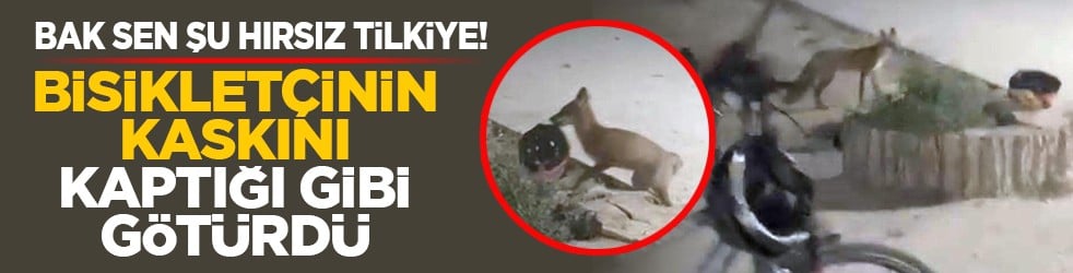 Bak sen şu hırsız tilkiye! Bisikletçinin kaskını kaptığı gibi götürdü