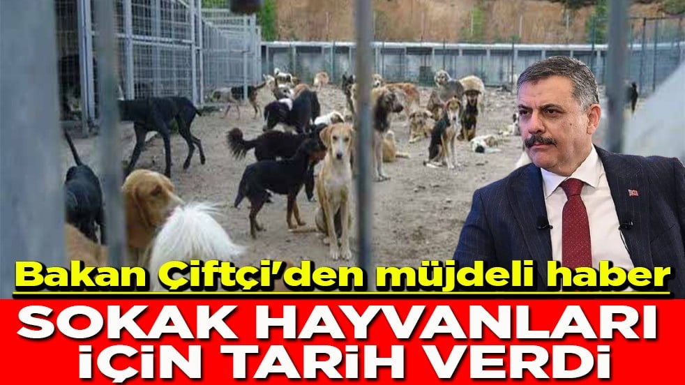 Bakan Çiftçi'den müjdeli haber Sokak hayvanları için tarih verdi