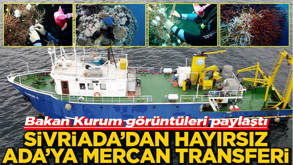 Bakan Kurum görüntüleri paylaştı Sivriada'dan Hayırsız Ada'ya mercan transferi
