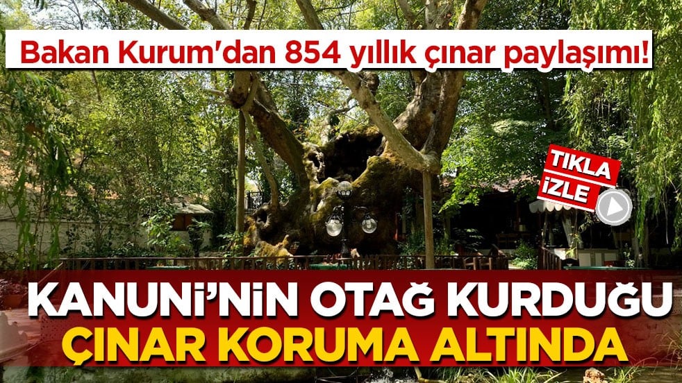 Bakan Kurum'dan 854 yıllık çınar paylaşımı! Kanuni’nin otağ kurduğu çınar koruma altında
