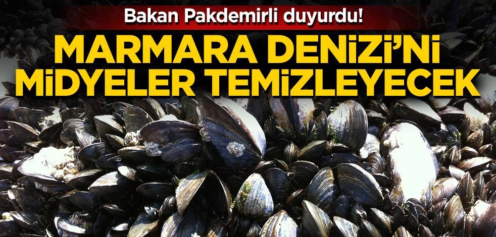 Bakan Pakdemirli duyurdu! Marmara Denizi'ni midyeler temizleyecek