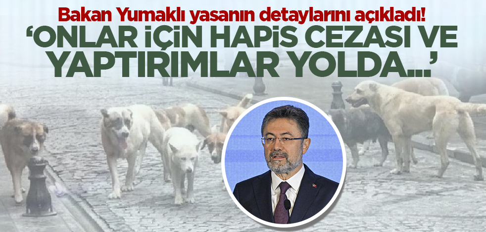 Bakan Yumaklı'dan başıboş köpek mesajı! Onlar için hapis cezası yolda...