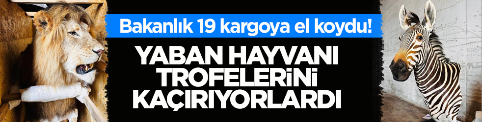 Bakanlık 19 kargoya el koydu! Yaban hayvanı trofelerini kaçırıyorlardı