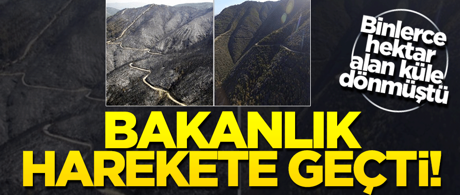 Bakanlık harekete geçti! Küle dönen ormanlar yeniden yeşillendirildi