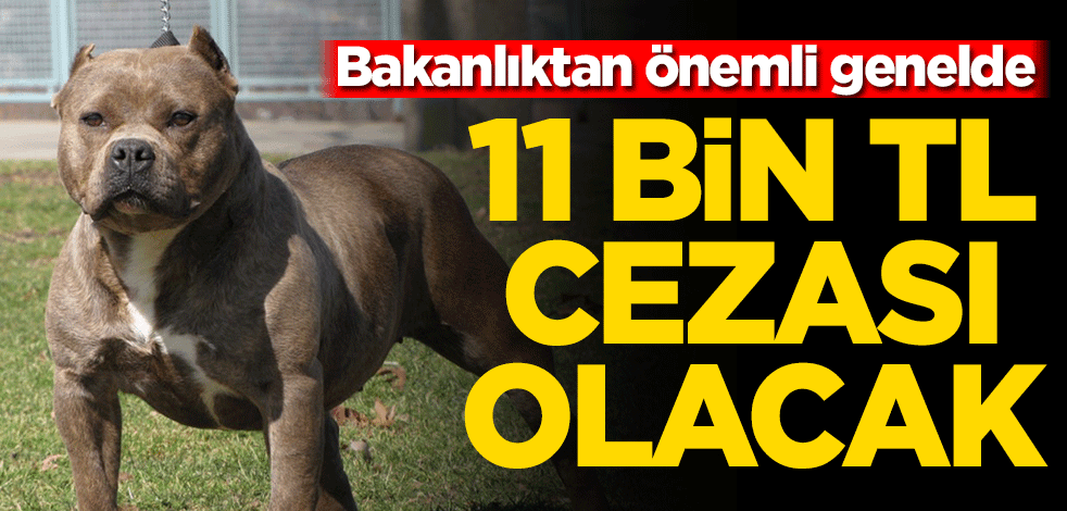 Bakanlıktan 'tehlike arz eden köpek ırkları' genelgesi! Aykırı hareket edene 11 bin TL ceza