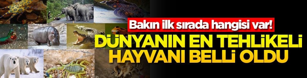 Bakın ilk sırada hangisi var! Dünyanın en tehlikeli hayvanı belli oldu