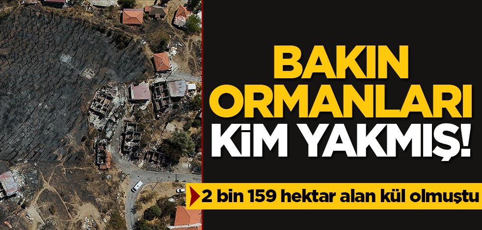 Bakın ormanları kim yakmış! 2 bin 159 hektar alan kül olmuştu