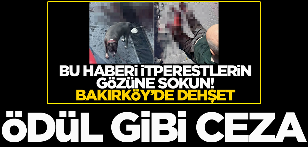 Bakırköy'deki pitbull sahibine ödül gibi ceza