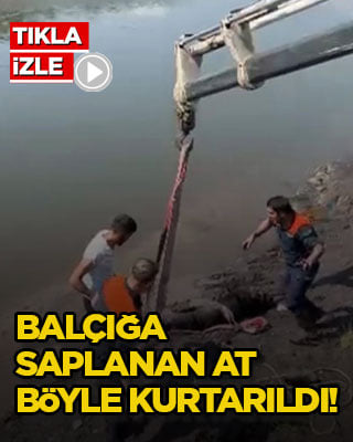 Balçığa saplanan at böyle kurtarıldı!