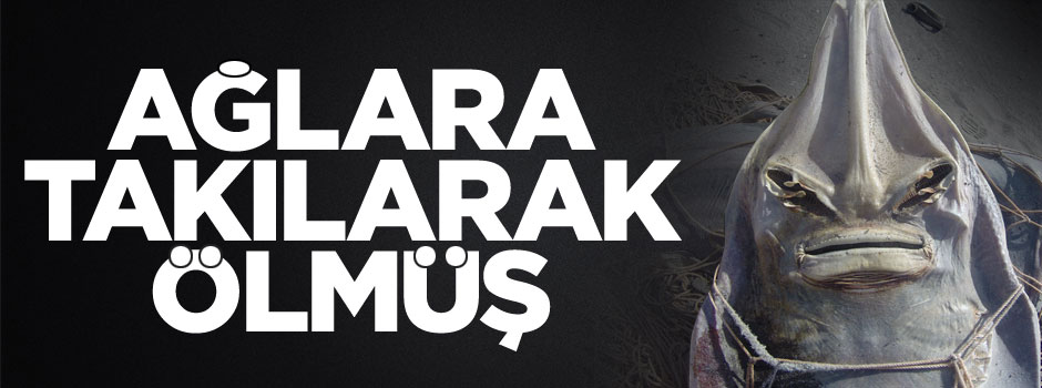 Balık ağlarına takılmış halde ölü bulundu