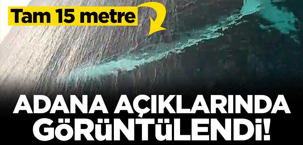 Adana'da balıkçıların kamerasına 15 metrelik oluklu balina takıldı