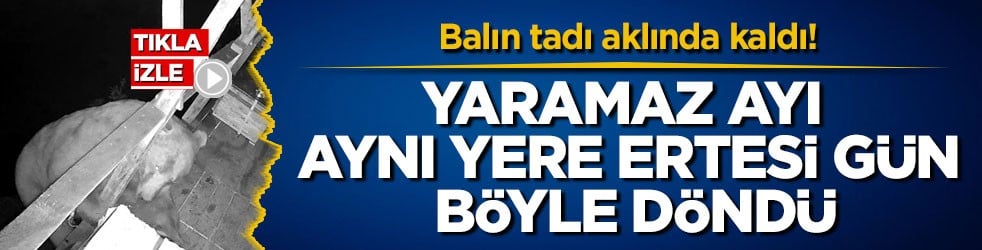 Balın tadı aklında kaldı! Yaramaz ayı aynı yere ertesi gün böyle döndü