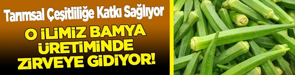 Bamya fiyatı üreticinin yüzünü güldürdü: Kilosu 150 TL... Afyonkarahisar üretimle dikkat çekiyor