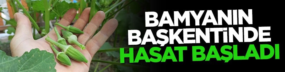 Bamyanın başkentinde hasat başladı