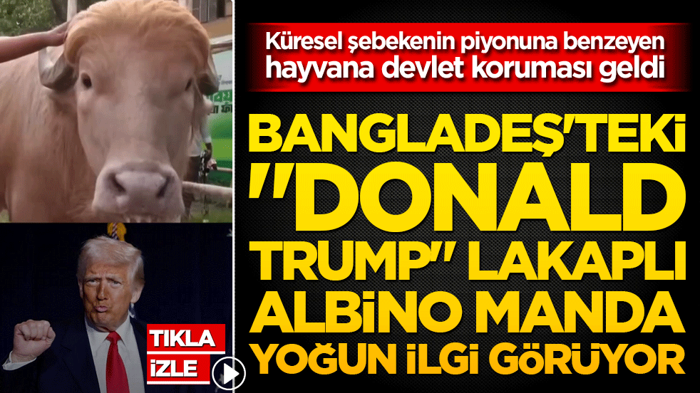 Bangladeş'teki 'Donald Trump' lakaplı albino manda yoğun ilgi görüyor