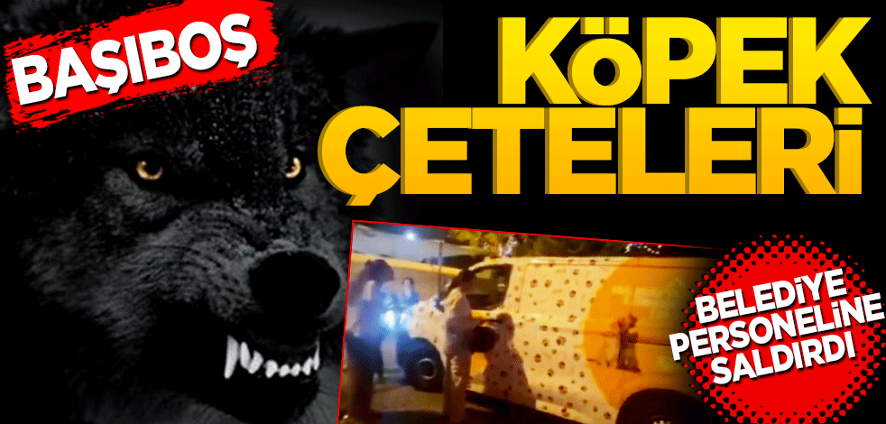 Başıboş köpek çeteleri kaos çağrısı yapıyor