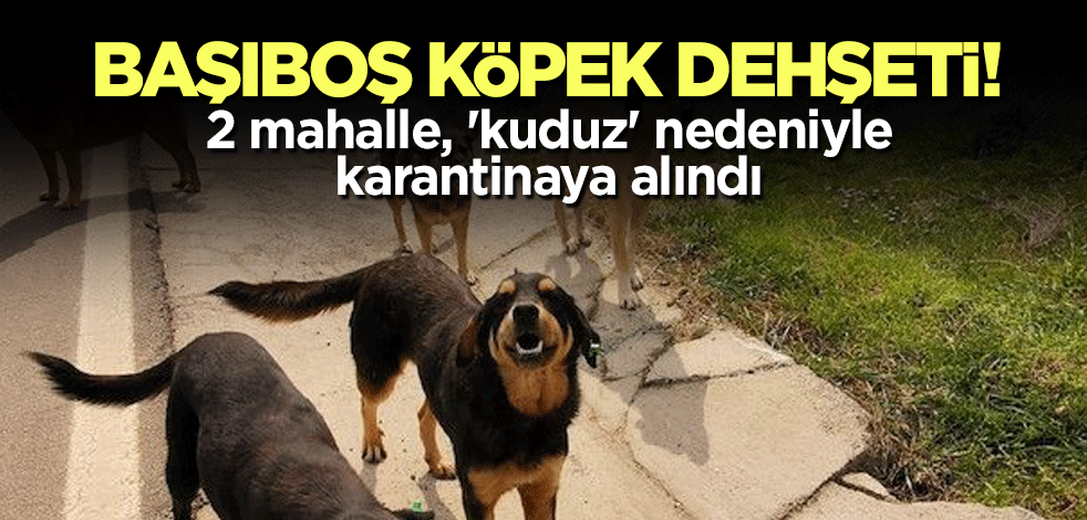 Başıboş köpek dehşeti! 2 mahalle, 'kuduz' nedeniyle karantinaya alındı