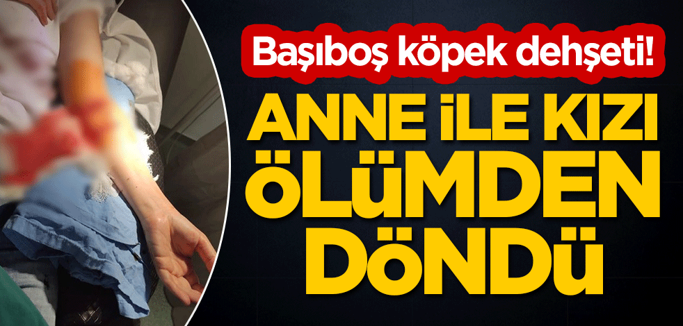 Başıboş köpek dehşeti! Anne ile kızı ölümden döndü
