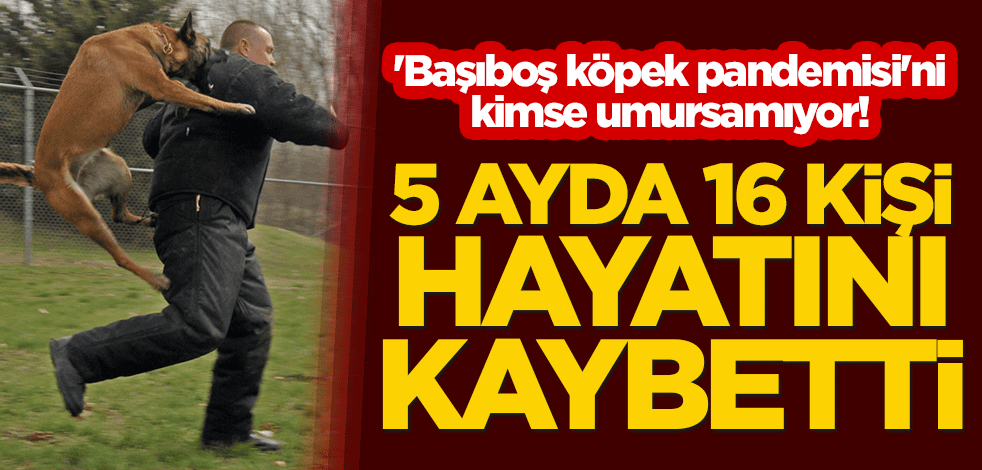'Başıboş köpek pandemisi'ni kimse umursamıyor! 5 ayda 16 kişi hayatını kaybetti