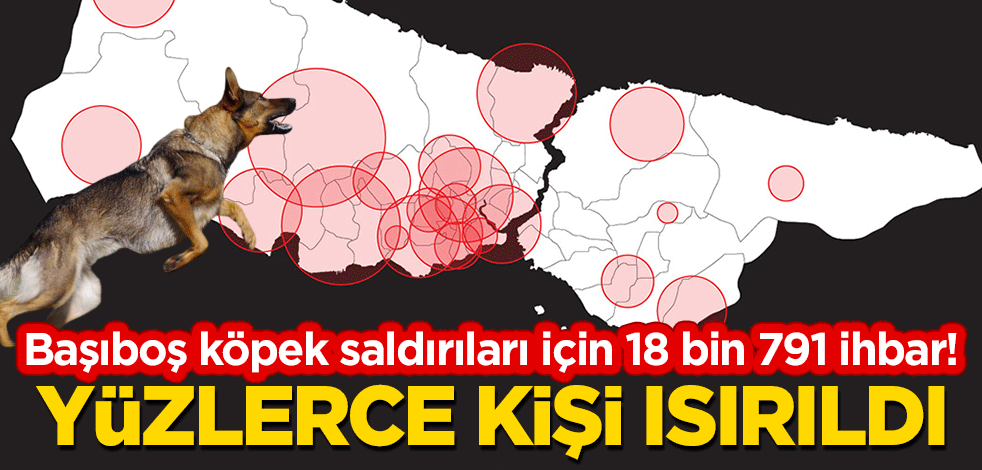 Başıboş köpek saldırıları ile ilgili 18 bin 791 ihbar! Yüzlerce kişi ısırıldı
