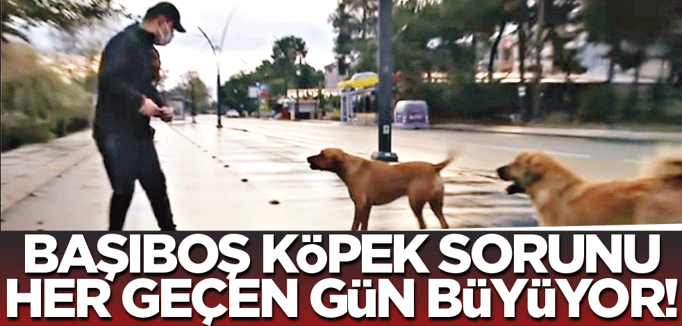 Başıboş köpek sorunu her geçen gün büyüyor!