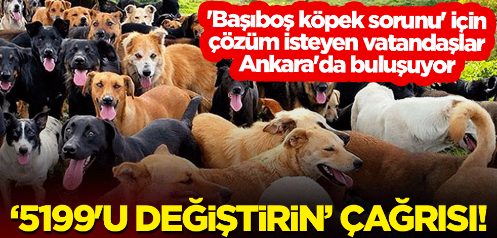'Başıboş köpek sorunu' için çözüm isteyen vatandaşlar Ankara'da buluşuyor: "5199'u değiştirin" çağrısı!