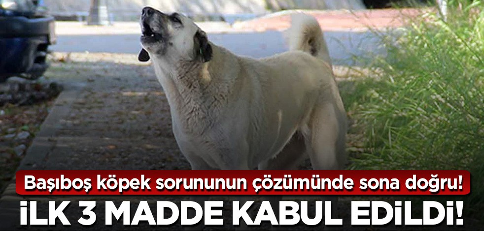 Başıboş köpek sorununun çözümünde sona doğru! İlk 3 madde kabul edildi