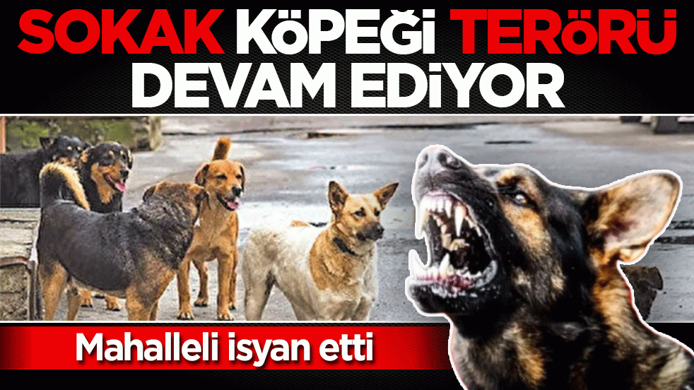 Başıboş köpek terörü devam ediyor: 2 kişi yaralandı! Mahalleli, "yetkililer ihmal ediyor’ diye isyan etti
