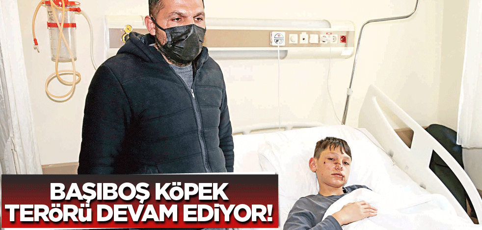 Başıboş köpek terörü devam ediyor!