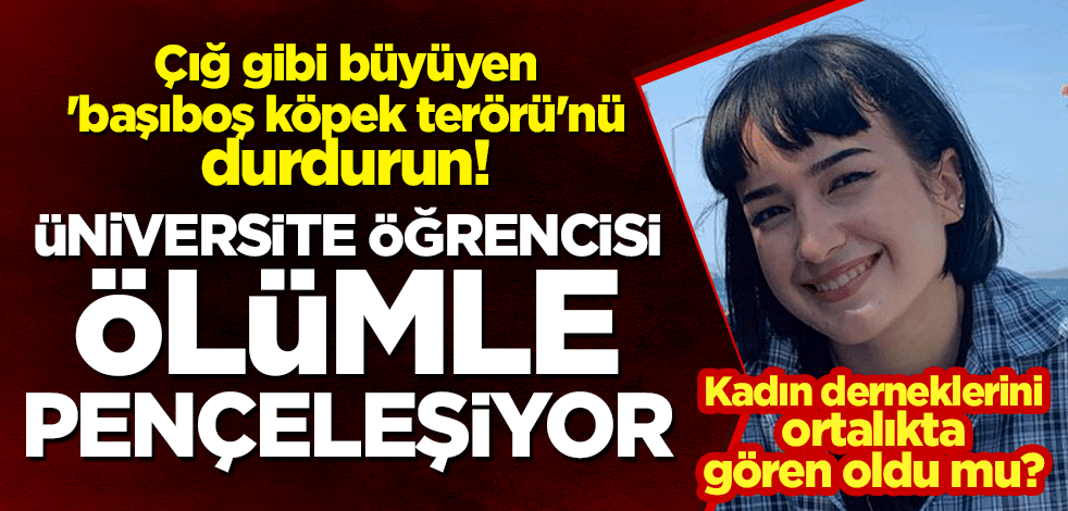 'Başıboş köpek terörü'ne karşı kadın derneklerini gören oldu mu? Üniversite öğrencisi ölümle pençeleşiyor