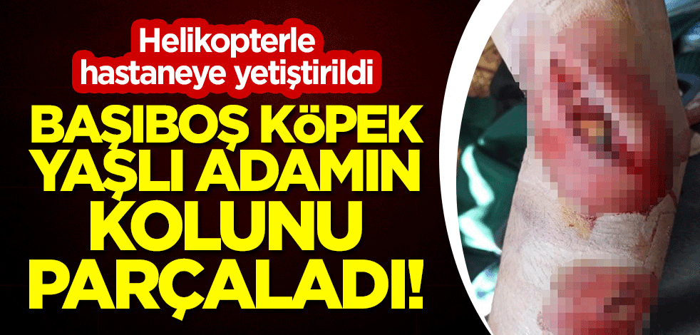 Başıboş köpek, yaşlı adamın kolunu parçaladı! Helikopterle hastaneye yetiştirildi