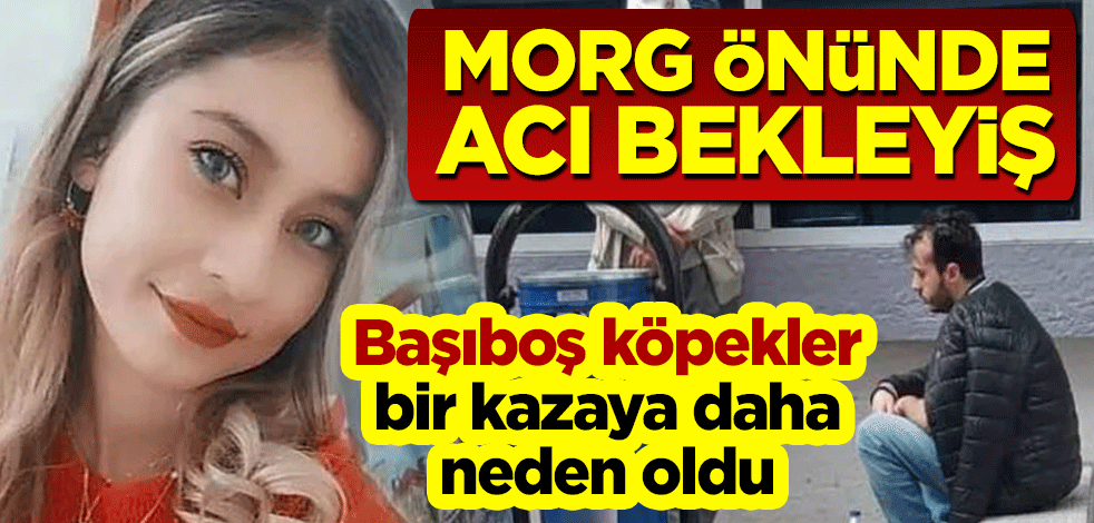 Başıboş köpekler bir kazaya daha neden oldu! Morg önünde acı bekleyiş