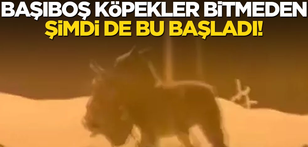 Başıboş köpekler bitmeden şimdi de bu başladı! Köpeği paramparça etti
