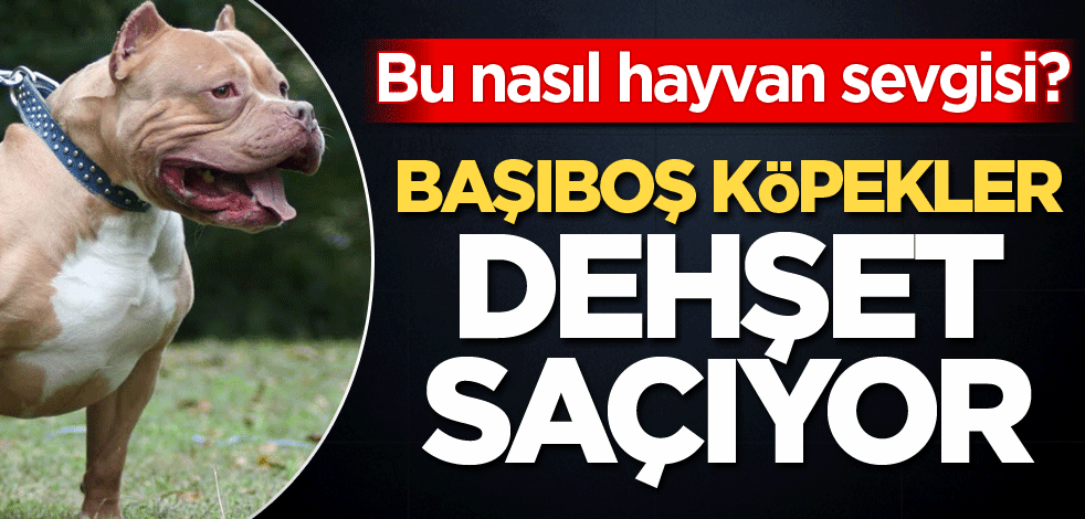 Başıboş köpekler dehşet saçıyor