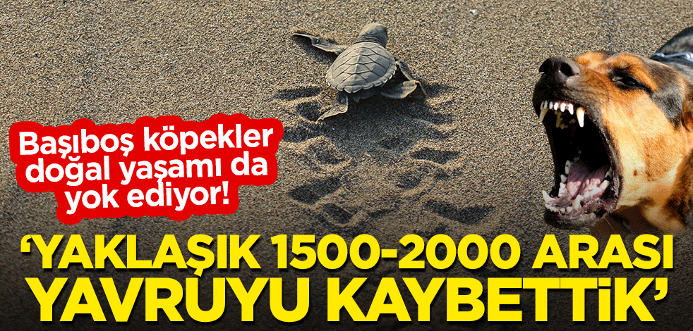 Başıboş köpekler doğal yaşamı da yok ediyor! "Son dört yılda yaklaşık 1500-2000 arası yavruyu kaybettik"