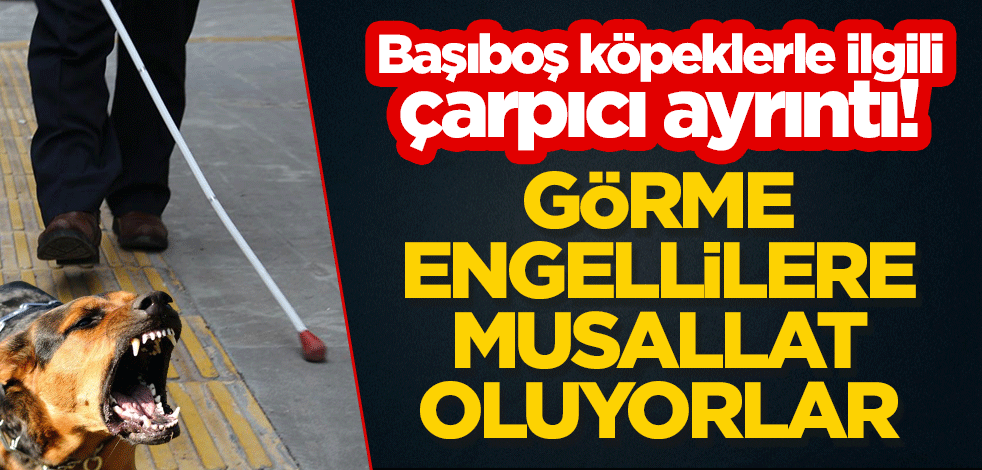 Başıboş köpekler ile ilgili çarpıcı ayrıntı! "Görme engellilere daha çok musallat oluyor"
