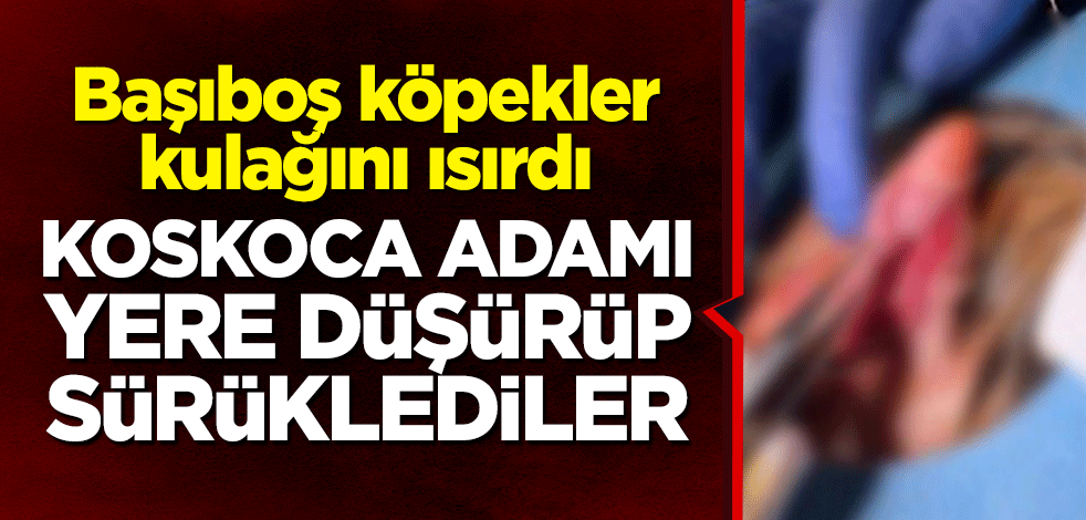 Başıboş köpekler kulağını ısırdı! Genç adamı yere düşürüp sürüklediler