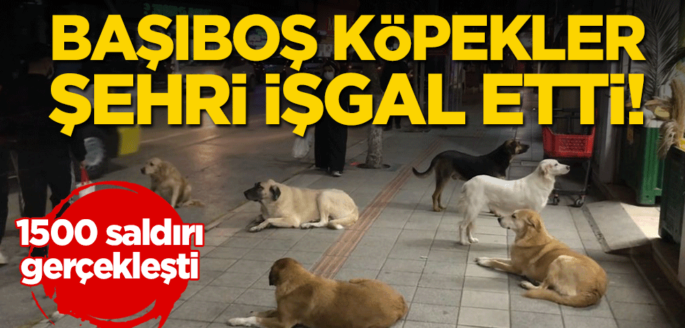 Başıboş köpekler şehri işgal etti! 1500 saldırı gerçekleşti