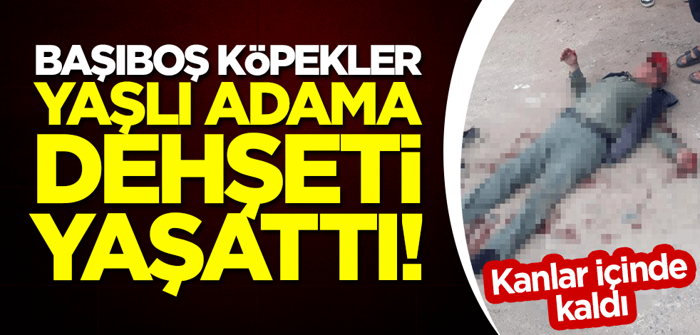 Başıboş köpekler, yaşlı adama dehşeti yaşattı! Kanlar içinde kaldı