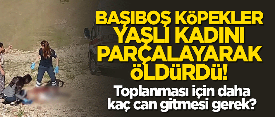 Başıboş köpekler yaşlı kadını parçalayarak öldürdü!