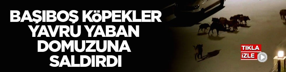 Başıboş köpekler yavru yaban domuzuna saldırdı!