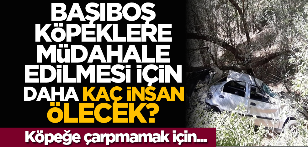 Başıboş köpeklere müdahale edilmesi için daha kaç insan ölecek? Köpeğe çarpmamak için...