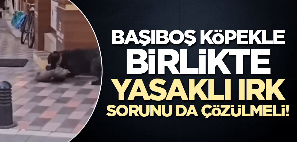 Başıboş köpeklerle birlikte yasaklı ırk sorunu da çözülmeli!