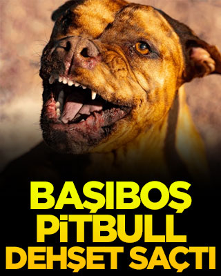 Başıboş pitbull dehşet saçtı
