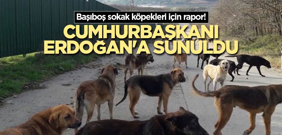 Başıboş sokak köpekleri için rapor! Cumhurbaşkanı Erdoğan'a sunuldu