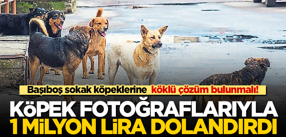 Başıboş sokak köpeklerine yönelik köklü çözüm bulunmalı! Şimdi de köpekler üzerinden dolandırdılar!