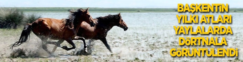 Başkentin yılkı atları, yaylalarda dörtnala görüntülendi