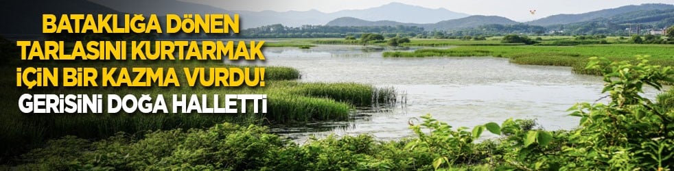 Bataklığa dönen tarlasını kurtarmak için bir kazma vurdu! Gerisini doğa halletti